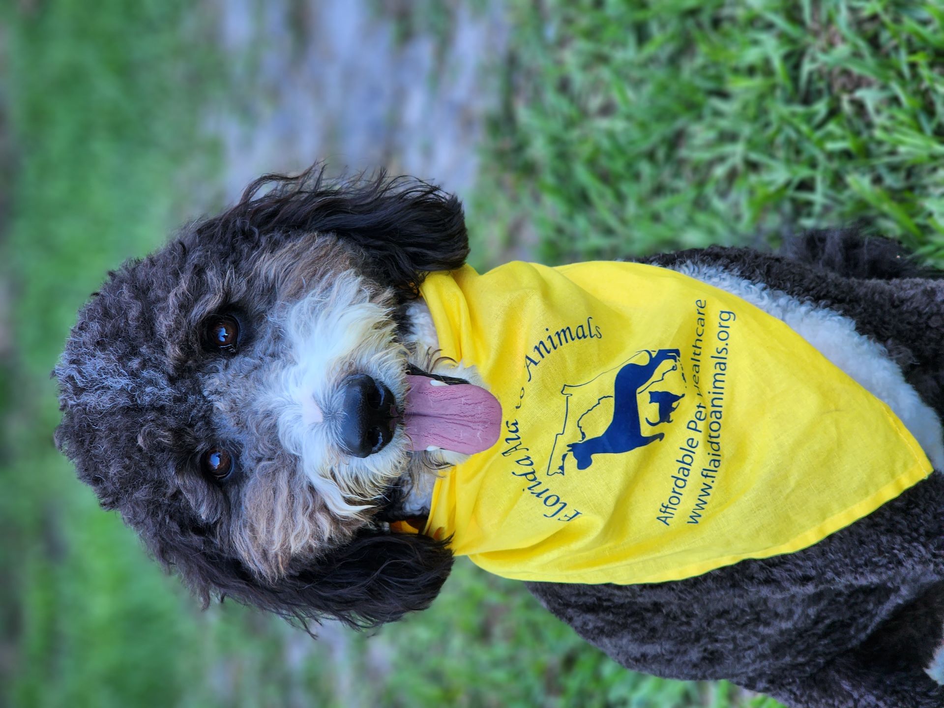 Bernadoodle dog wearing a yellow bandana