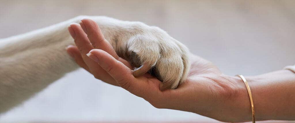 A pet owner holding a dog's paw, symbolizing pet loss