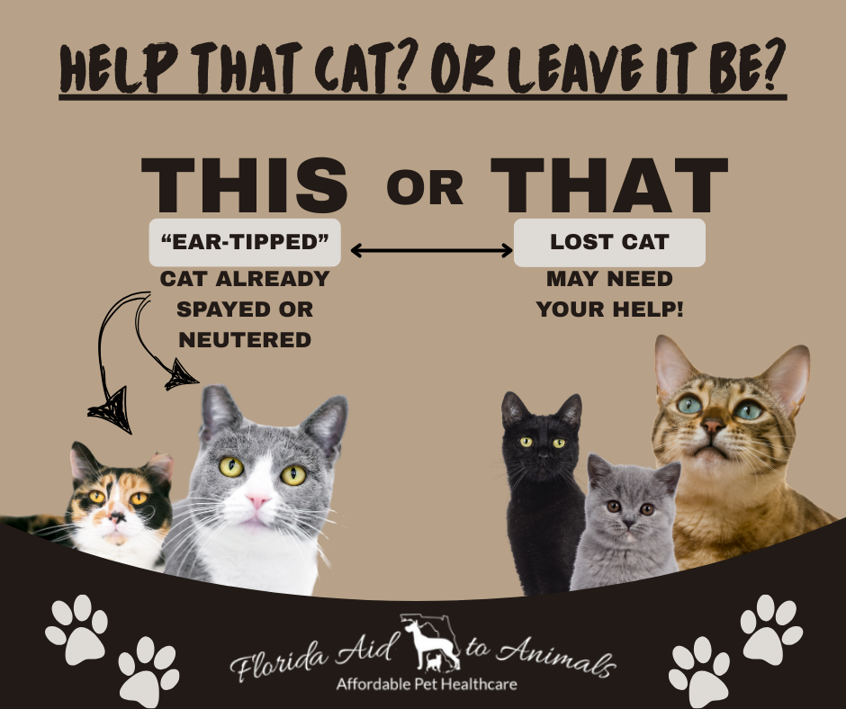 TNR Cat vs Lost Cat TNR vs Lost Cat